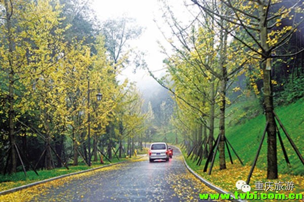 周末出游丨2014重庆冬季赏梅攻略