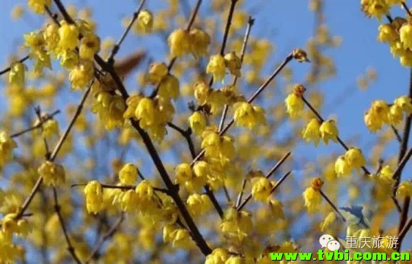 周末出游丨2014重庆冬季赏梅攻略