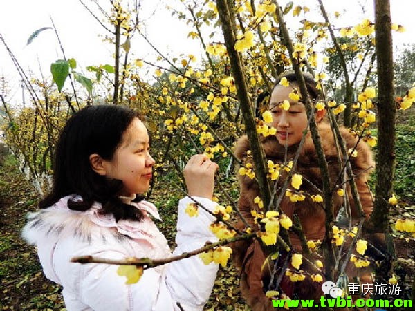 周末出游丨2014重庆冬季赏梅攻略