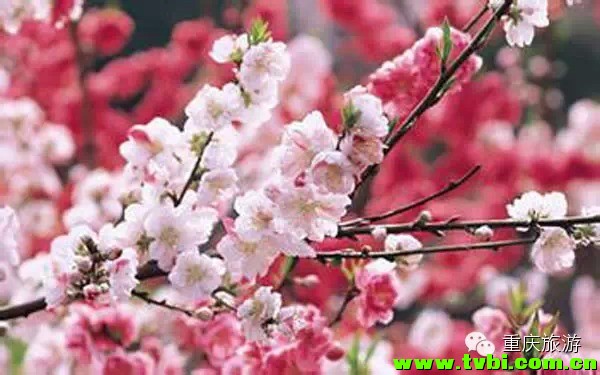 周末出游丨2014重庆冬季赏梅攻略