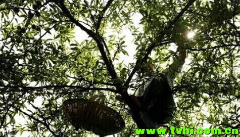 重庆娃儿些曾经做过的农活，你还记得不！