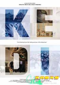 伊斯坦布尔的猫